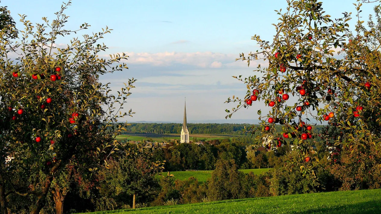 Kirche Amriswil Herbst (Foto: unbekannt) Kirche Amriswil Herbst (Foto: unbekannt)